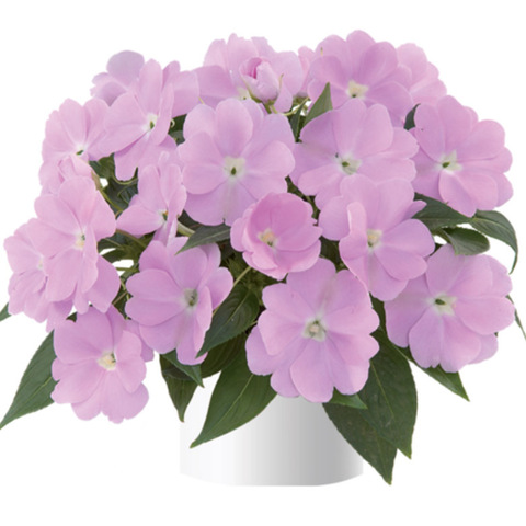 1140 Бальзамин НГ HARMONY Pastel Lavender (Весна 2026)