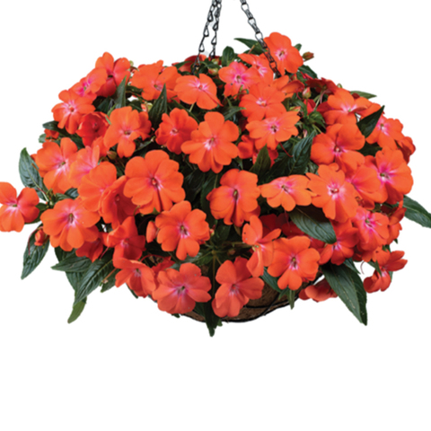1131 Бальзамин НГ HARMONY COLORFALL Orange (Весна 2026)