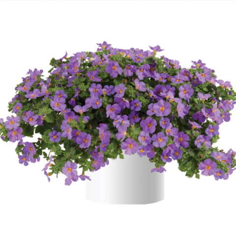 1025 Бакопа SCOPIA GULLIVER COMPACT Purple (Весна 2026)
