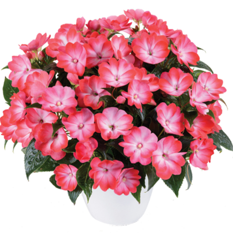 1141 Бальзамин НГ HARMONY RADIANCE Hot Pink (Весна 2026)