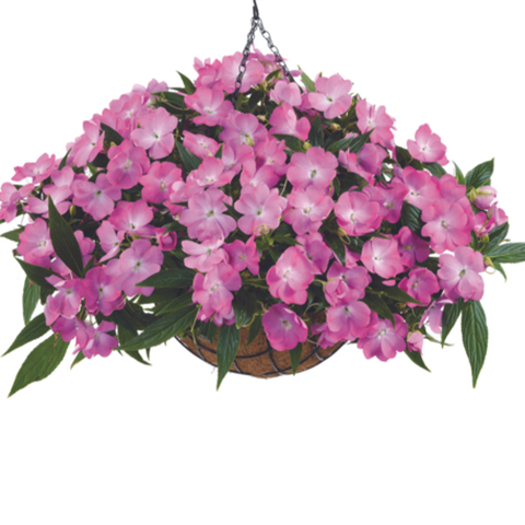 1133 Бальзамин НГ HARMONY COLORFALL Pink (Весна 2026)