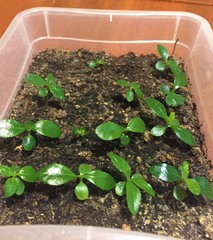 Teofrast Гардения жасминовидная Gardenia jasminoides