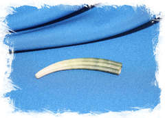 Денталиум элефантинум (Dentalium elephantinum) 6,3 см