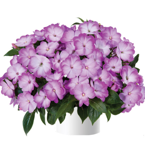 1142 Бальзамин НГ HARMONY RADIANCE Lilac (Весна 2026)