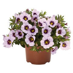 1908 Калибрахоа BLOOMTASTIC LAVENDER QUARTZ (ОСЕНЬ 2025)