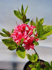 Teofrast Азалия Хомбуш  Azalea Homebush