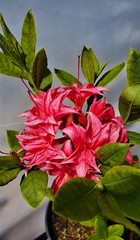 Teofrast Азалия Хомбуш  Azalea Homebush