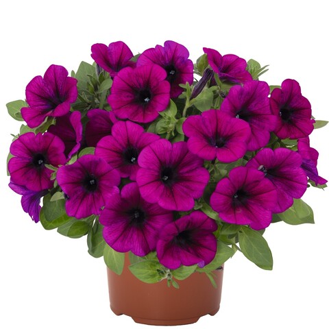 32284 Петуния SWEETUNIA PURPLE (ОСЕНЬ 2025)