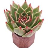 Эхеверия Агавоидес (Echeveria agavoides)