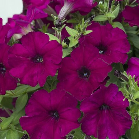 32452 Петуния PRESTO PURPLE VELVET (ОСЕНЬ 2025)