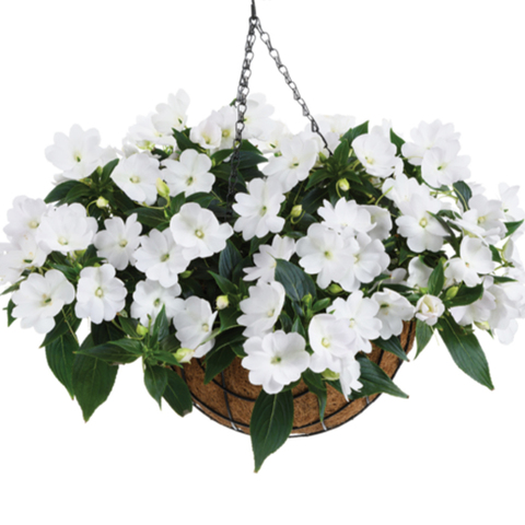 1134 Бальзамин НГ HARMONY COLORFALL White (Весна 2026)