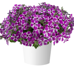 32492 Петуния CASCADIAS Fuchsia Gem (Весна 2026)