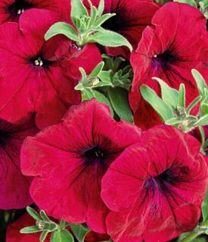 32488 Петуния ALPETUNIA RED VELVET (ОСЕНЬ 2025)