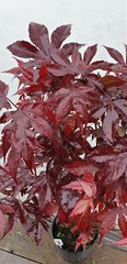 Teofrast Клен дланевидный acer palmatum bloodgood