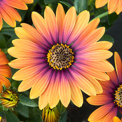2708 Остеоспермум FLOWERPOWER PURPLE SUN (ОСЕНЬ 2025)