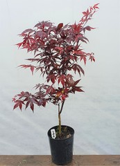 Teofrast Клен дланевидный acer palmatum bloodgood