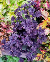 UTS Black Coral колеус