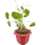 Стефания Эректа Stephania erecta, каудексное растение