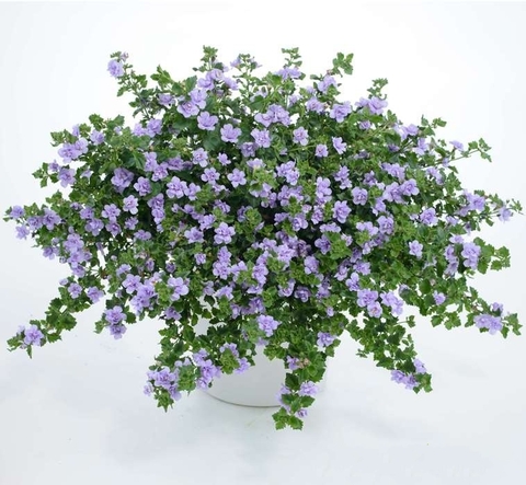 1013 Бакопа SCOPIA DOUBLE LAVENDER (ОСЕНЬ 2025)