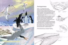 Дикий холод. Как животные выживают в самых холодных частях земли
