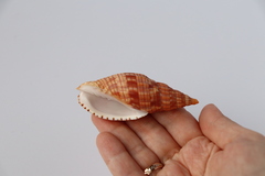 Лурия кловериана, 7,8см, 1шт