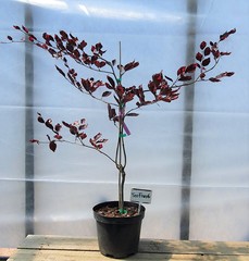 Teofrast Бук лесной Fagus sylvatica Tricolor