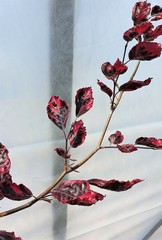 Teofrast Бук лесной Fagus sylvatica Tricolor