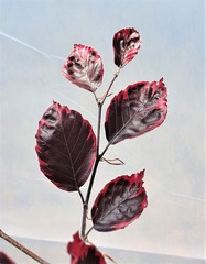 Teofrast Бук лесной Fagus sylvatica Tricolor
