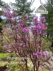 Рододендрон даурский (Багульник)
