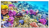 Панель LCD EliteBoard BK557FFLE