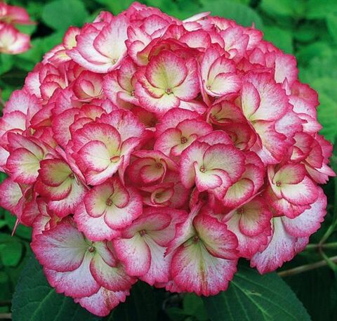 3х летняя Гортензия (горшок 10 литров) крупнолистовая ГРАФИНЯ КОСЕЛ (Hydrangea macrophylla 