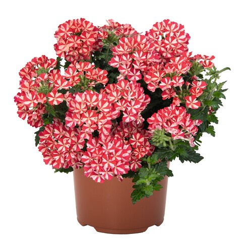 1581 Вербена Empress Flair Red (Весна 2026)