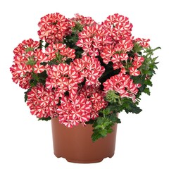 1581 Вербена Empress Flair Red (Весна 2026)