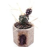 Кактус Тефрокактус Бумажноколючковый - коллекция EnjoyPlants — основное фото живого растения
