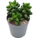 Суккулент Седум Хернандеса D5.5