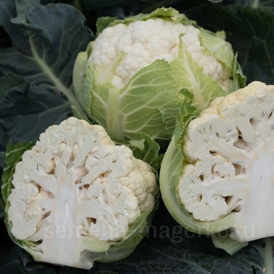Семена цветной капусты Капуста цветная Алмагро F 1  2500 (семян) Web_Almagro_F1__Russia_Cauliflower_2020.jpeg