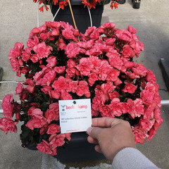1204 Бегония BK COLLECTION CHLOE CORAL PINK (ОСЕНЬ 2025)