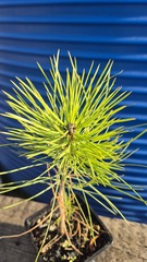 Teofrast Семена Сосна желтая Pinus ponderosa