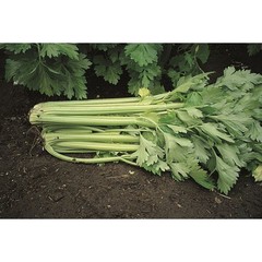 Семена Сельдерей Листовой Афина (Vita Green)