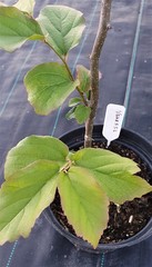 Teofrast Парротия персидская Ванесса Parrotia persica Vanessa