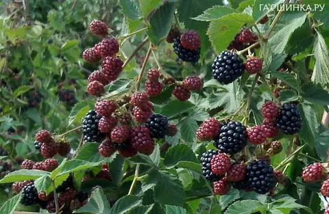 Ежевика Тонфри (бесшипная) (ЗКС)