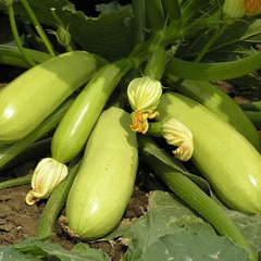 Искандер F1 семена кабачка (Seminis / Семинис)