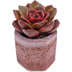 Эхеверия Люминоус Роуз (Echeveria Luminous Rose)