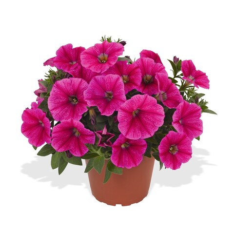 32286 Петуния SWEETUNIA ROSE GEM (ОСЕНЬ 2025)