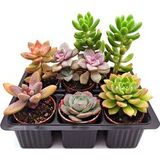 Набор суккулентов D5 №51274 - фото 1
