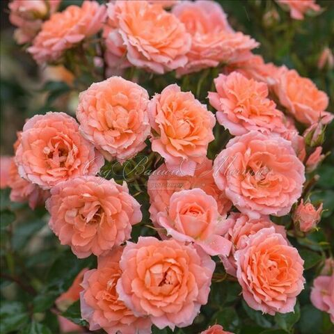 Флауэр Пауэр (Flower Power)