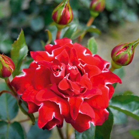 Ред Леди Раффлс (Red Lady Ruffle's)