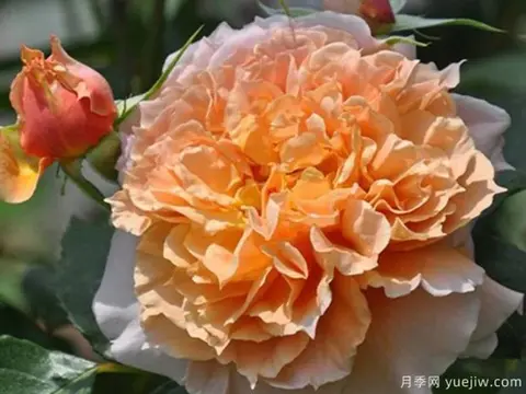 Ле Саблиер (Le Sablier)