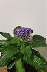 Гелиотроп Heliotropium