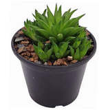 Суккулент Хавортия Mucronata D8